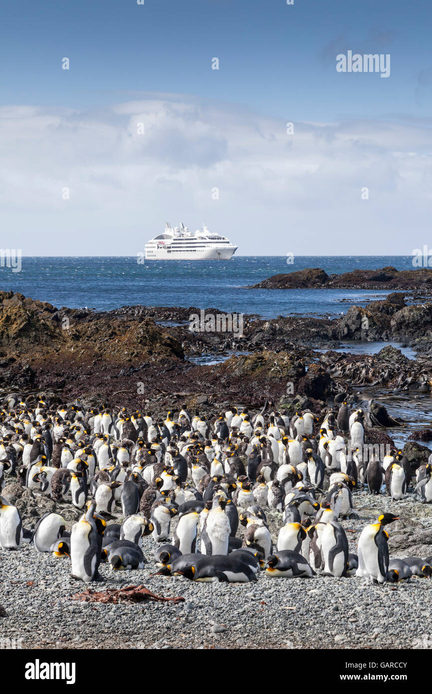 King penguins at Macquarie Island, Australian Subantarctic, with expedition ship Le Soleal in the background Stock Photo