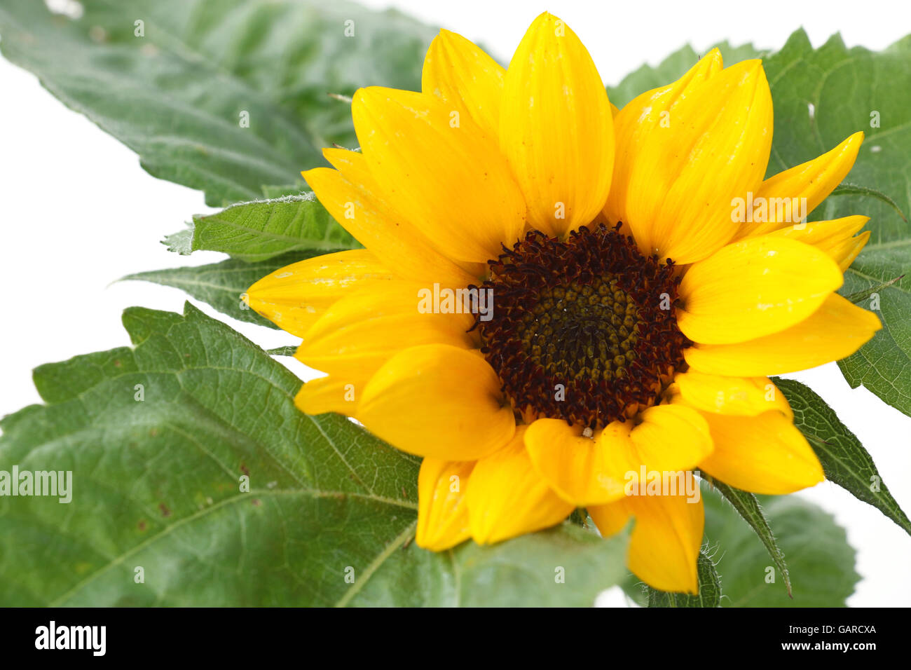 small sunflower blooming isolated 2 Stock Photo 109923810 Alamy