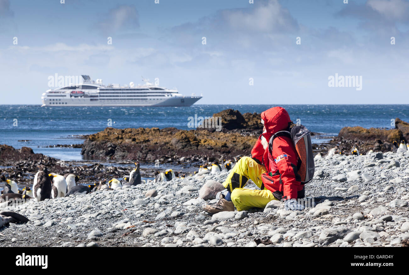 Expedition ship passenger watching King penguins at Macquarie Island, Australian Subantarctic Stock Photo