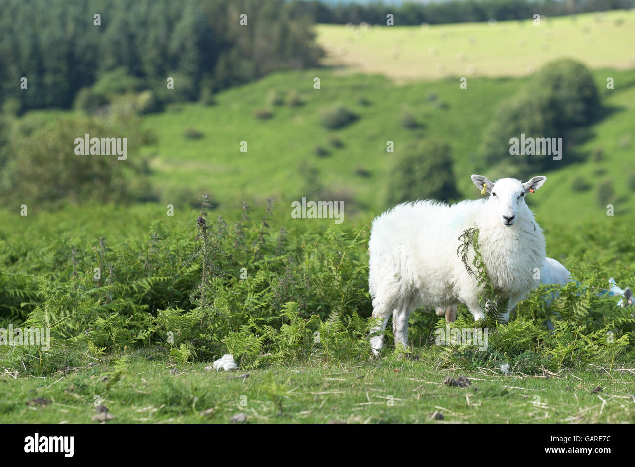 Wales Sheep on hillside among bracken in Radnorshire Hills Powys Wales Stock Photo