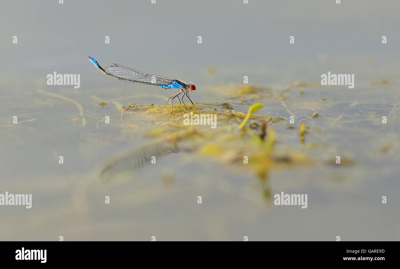 Blue red-eyed dragonfly (Erythromma najas) sitting on a green leaf spatterdock, close-up, selective focus Stock Photo