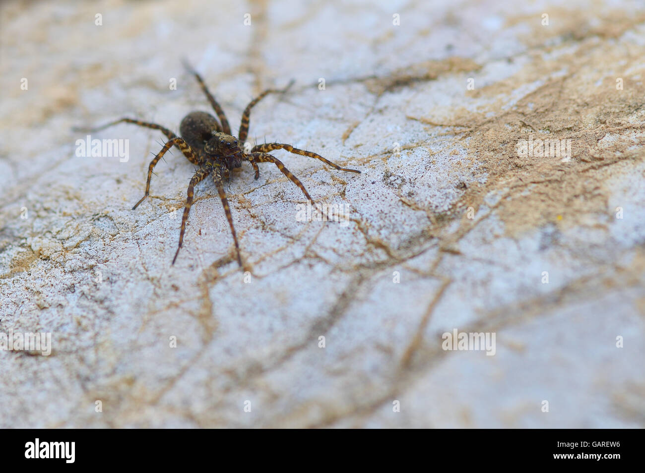 Eight legged brown wolf-spider on a rock close-up Stock Photo