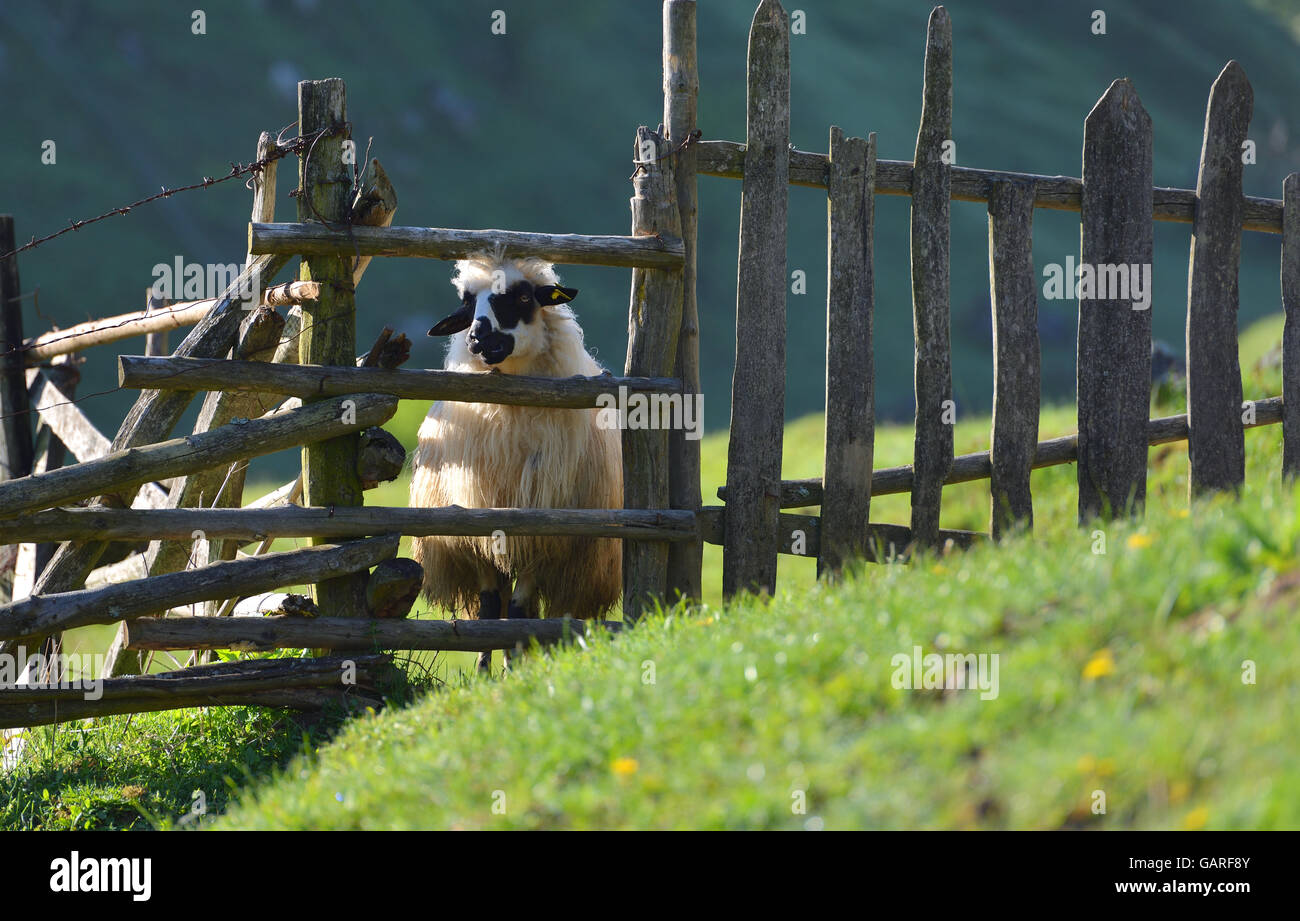 sheep looks out from behind a wooden farm fence. Stock Photo