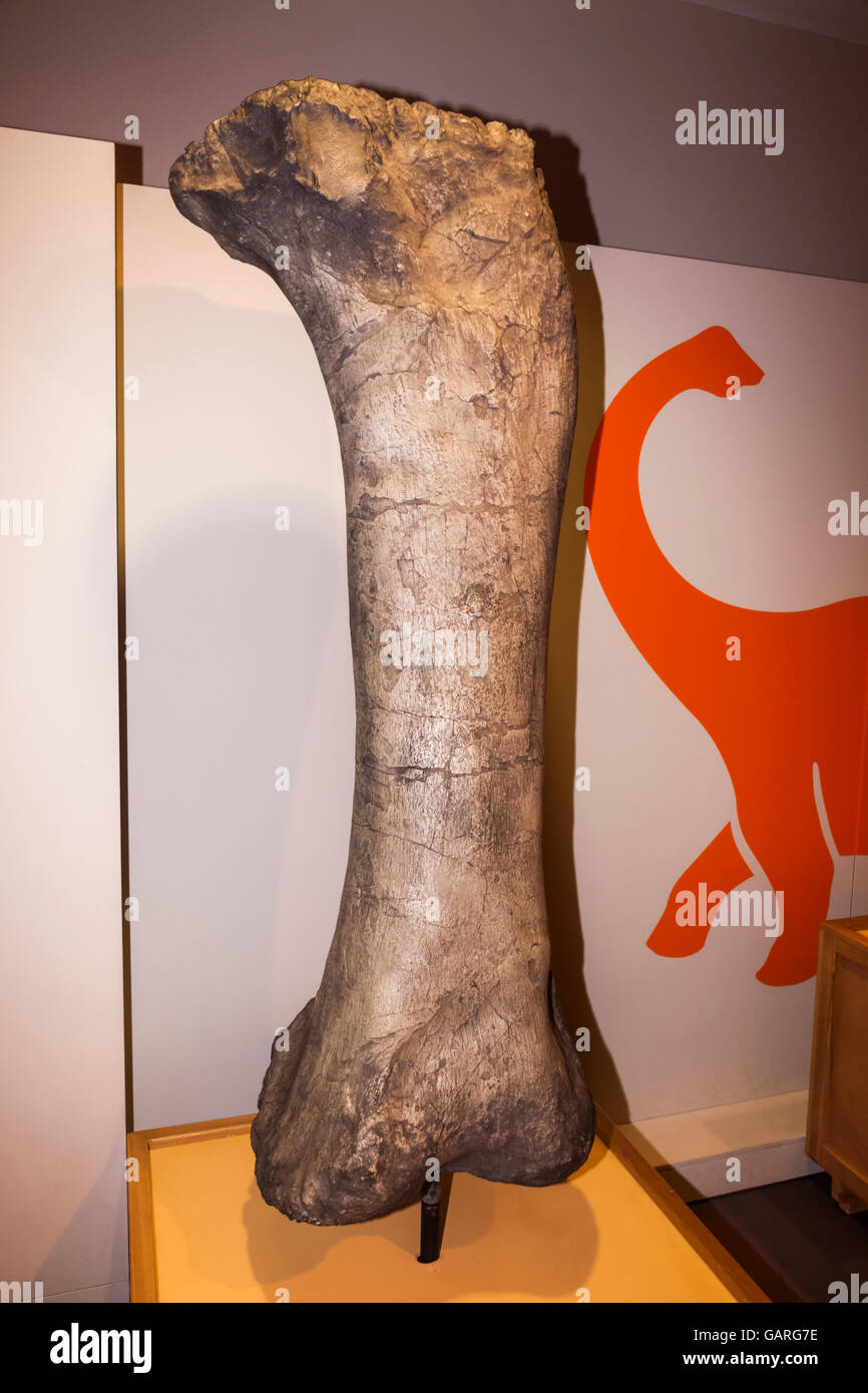 England, London, Forest Hill, Horniman Museum, Display of 145 million year old Sauropod Dinosaur Femur Bone Stock Photo