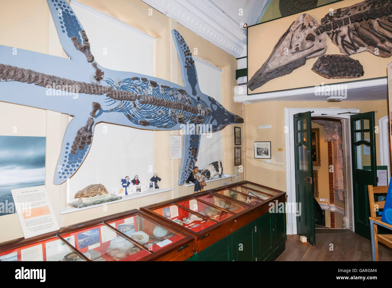 england-dorset-lyme-regis-lyme-regis-museum-fossil-exhibits-stock