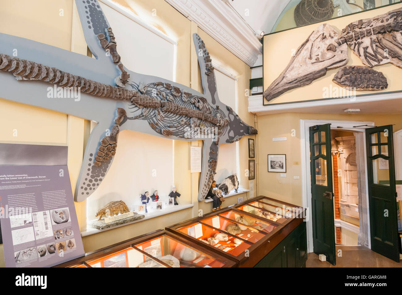 England, Dorset, Lyme Regis, Lyme Regis Museum, Fossil Exhibits Stock ...