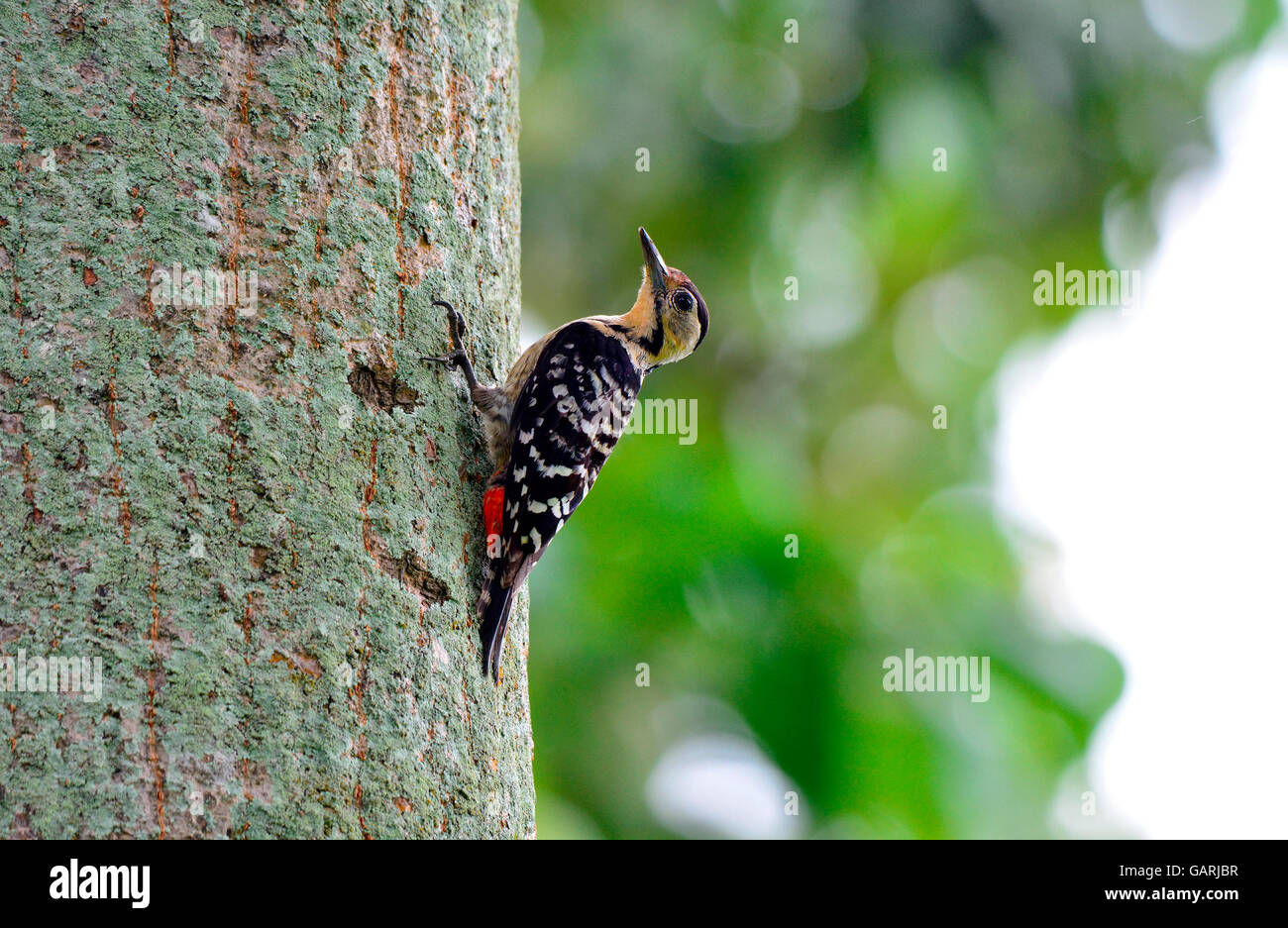 a fulvous breasted woodpecker takes a pit stop while foraging and hunting on a tree Stock Photo