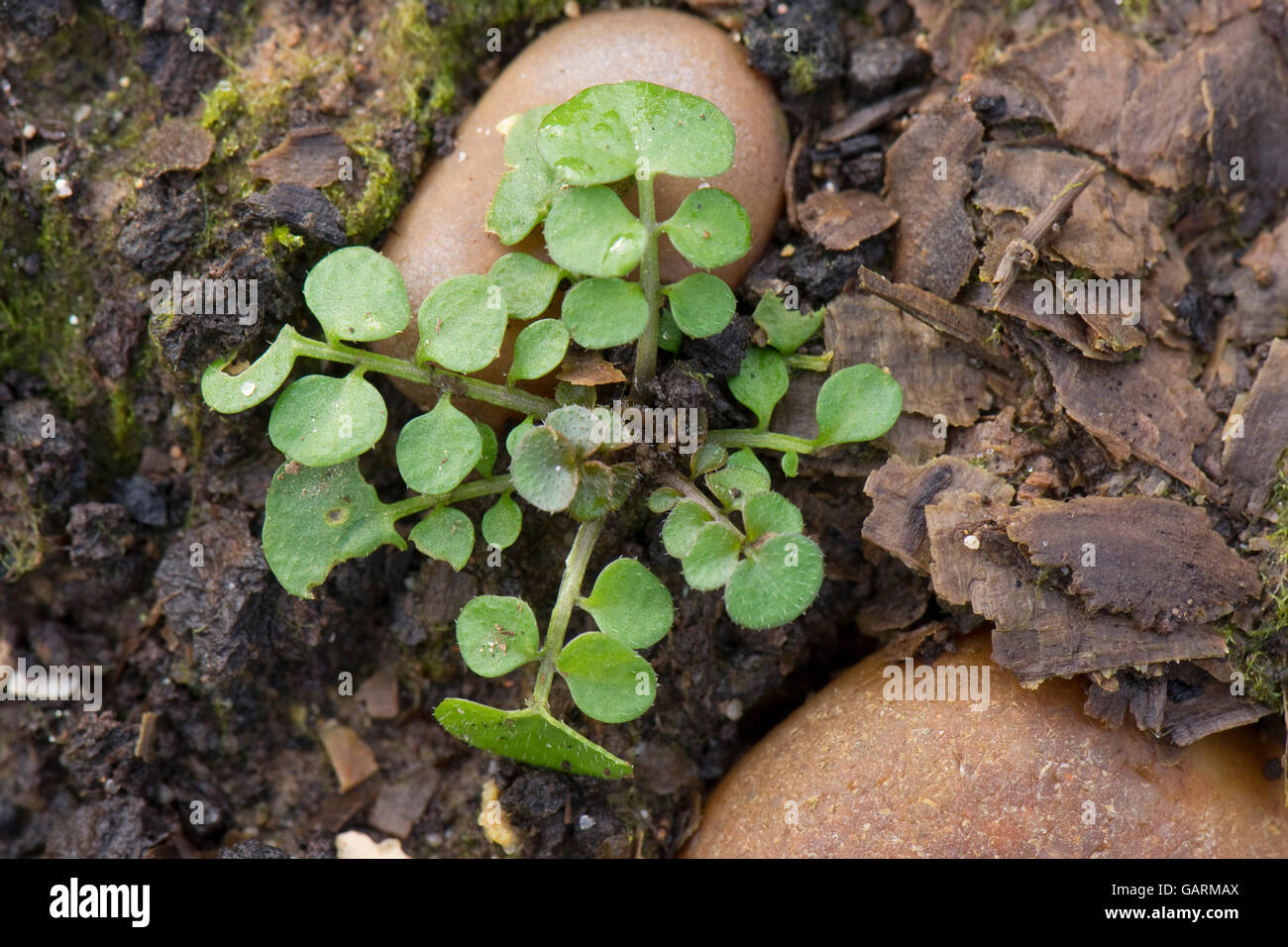 A hairy bittercress, Cardamine  hirsuta, young plant leaf rosette, a common garden weed, February Stock Photo