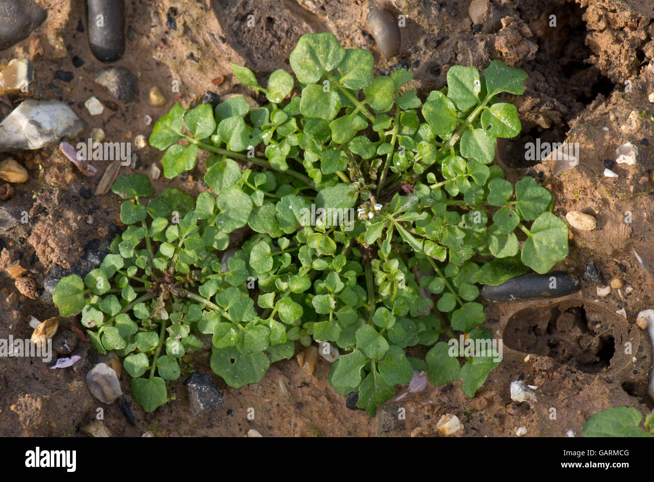 A hairy bittercress, Cardamine  hirsuta,  plant leaf rosette with flower bud, a common garden weed, February Stock Photo