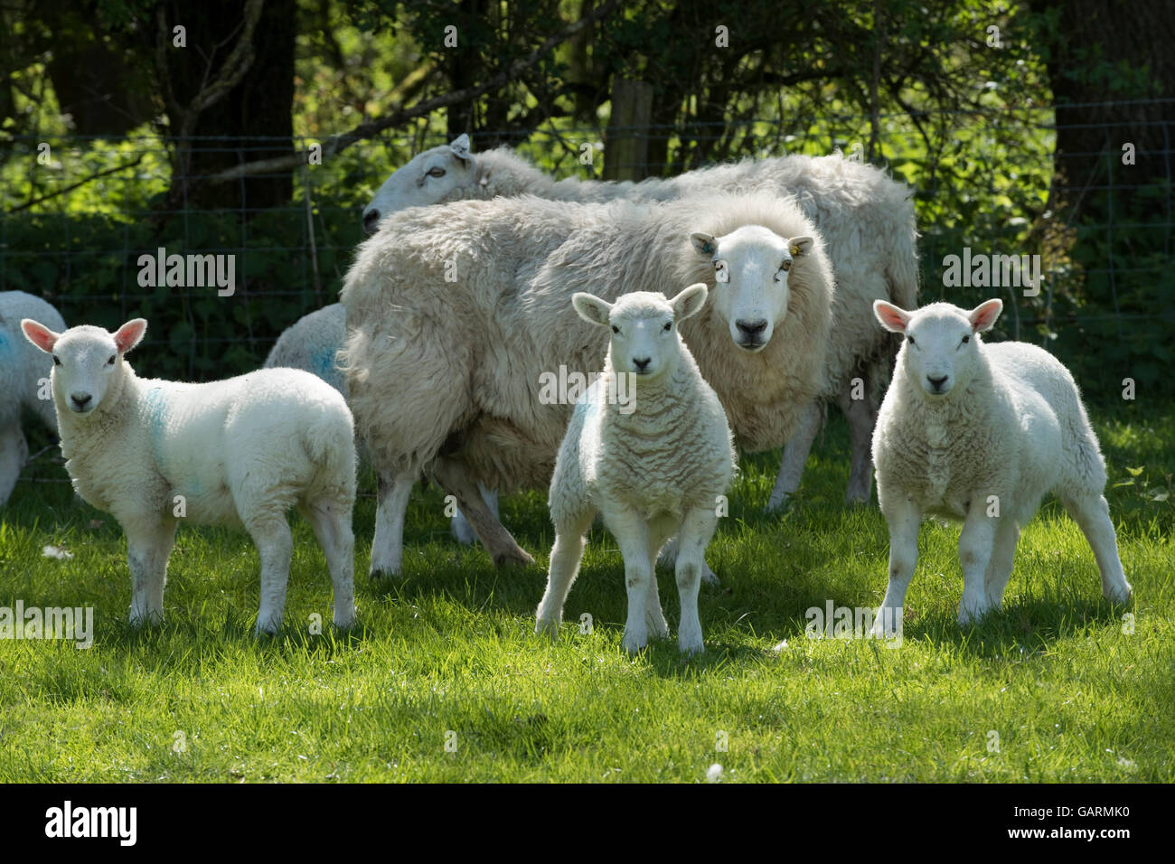 Ewe with young cheviot lambs on downland spring pasture, Berkshire, May Stock Photo