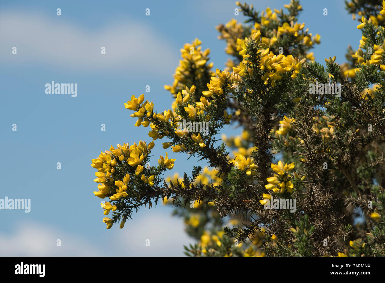 Yellow flowers of a gorse or furze bush, Ulex europaeus, against a blue sky in spring, May Stock Photo