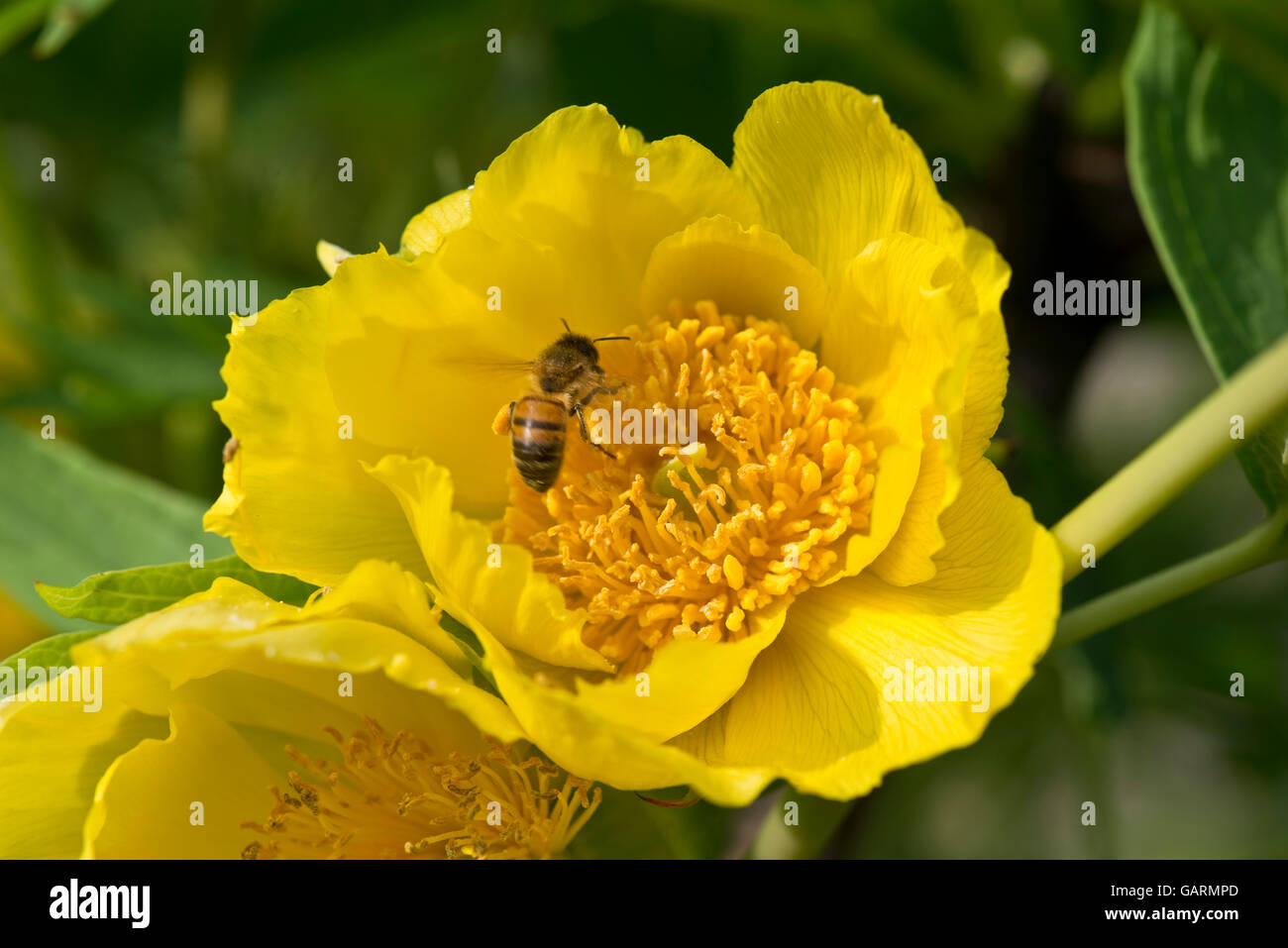 A yellow tree peony, Paeonia lutea, flower with a honey bee, Berkshire, May Stock Photo