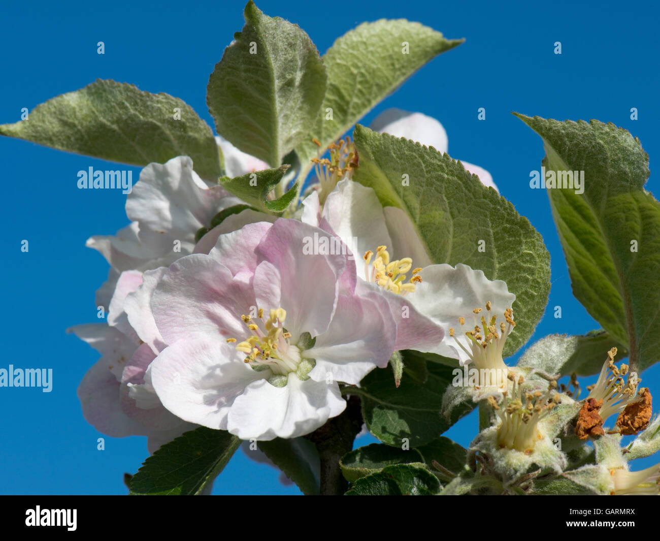 Bramley apple tree hi-res stock photography and images - Alamy