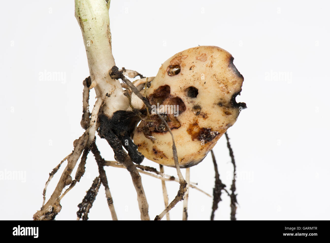 Severe slug damage to a germinating broad bean seed, Berkshire, May Stock Photo