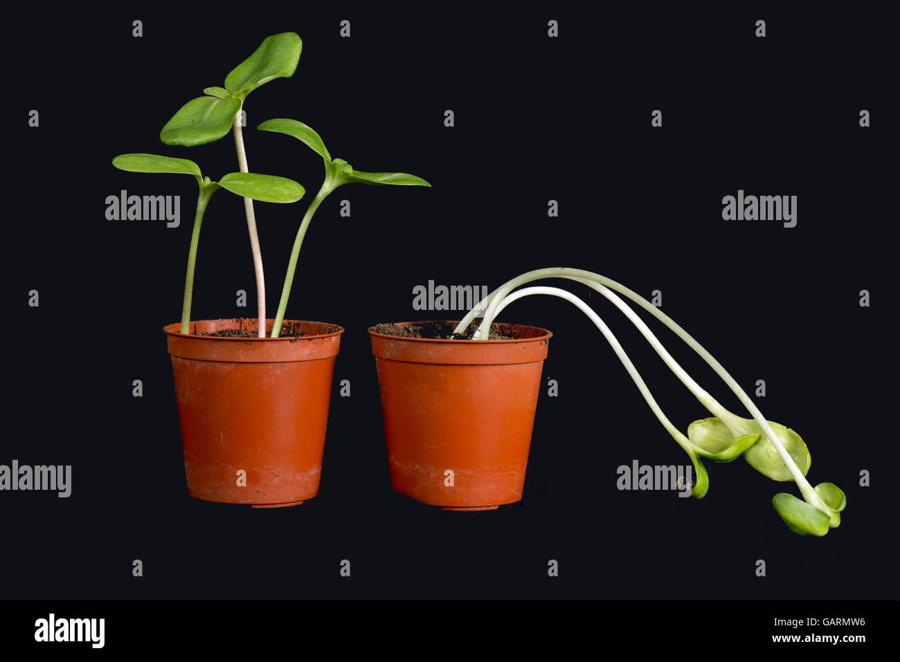 Sunflower seedlings grown with and etiolated, chlorotic and week without light (right) Stock Photo