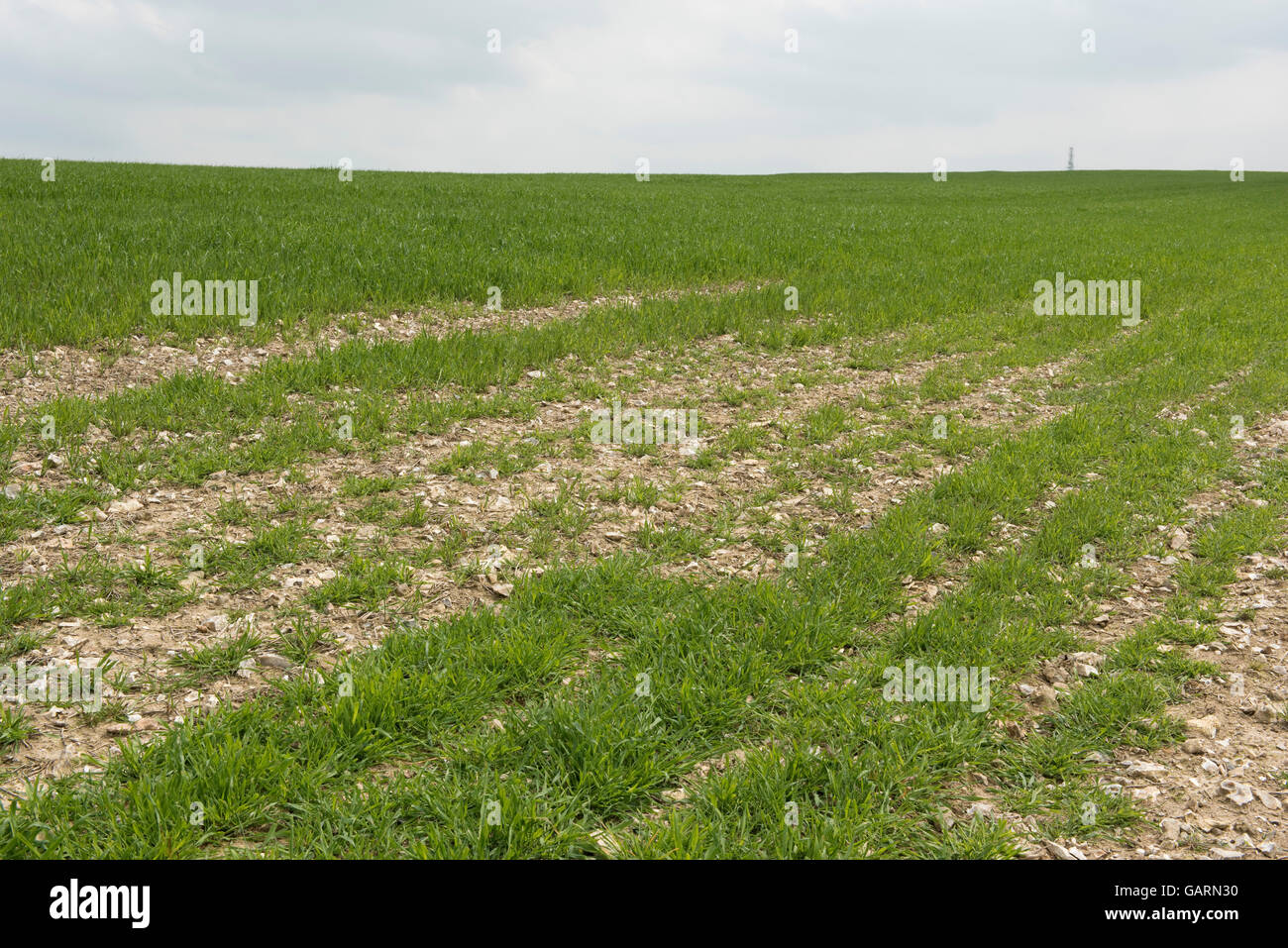 Rabbit or hare grazing damage to a young field of oats, Berkshire, May Stock Photo