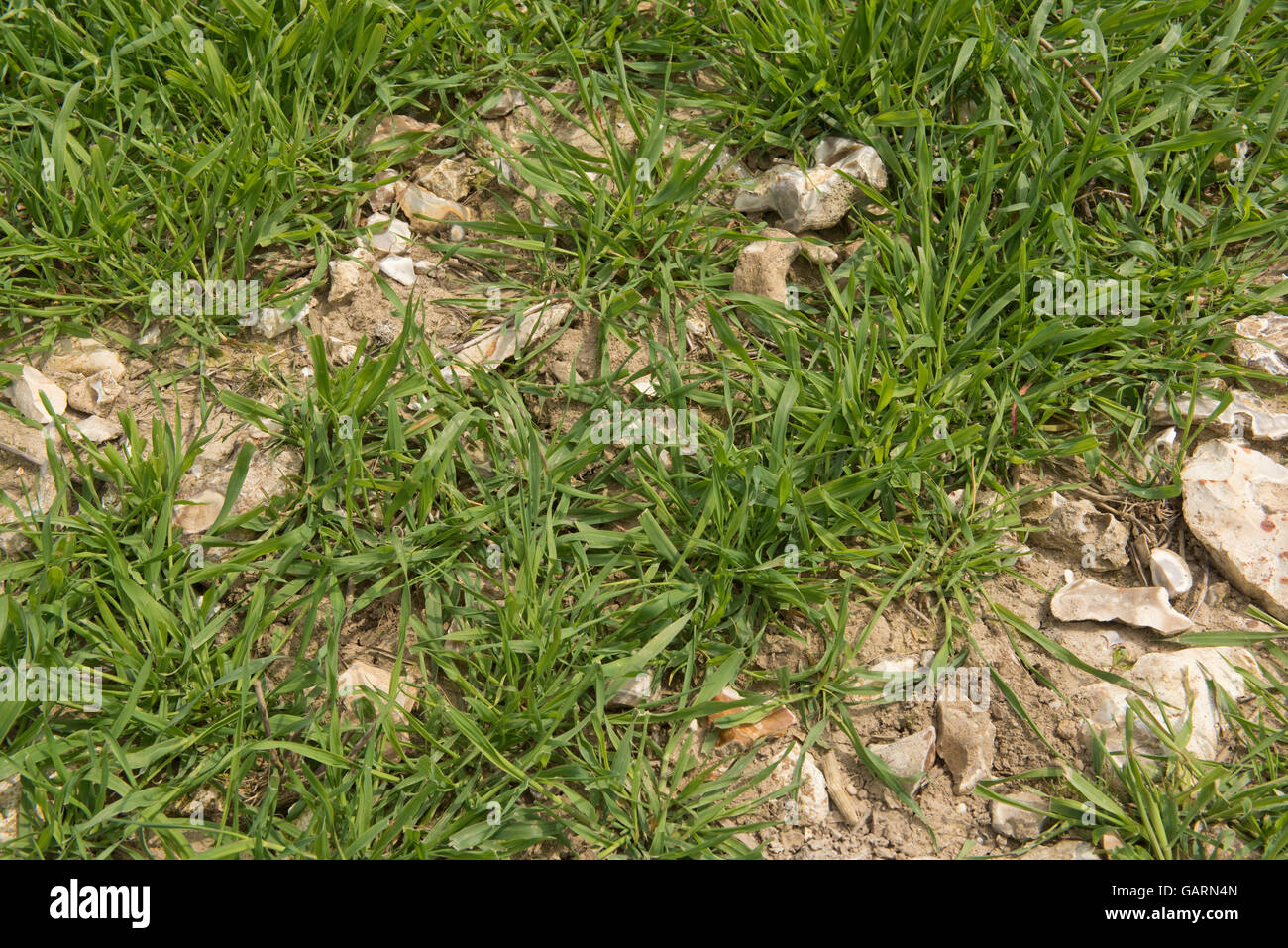 Rabbit or hare grazing damage to a young field of oats, Berkshire, May Stock Photo
