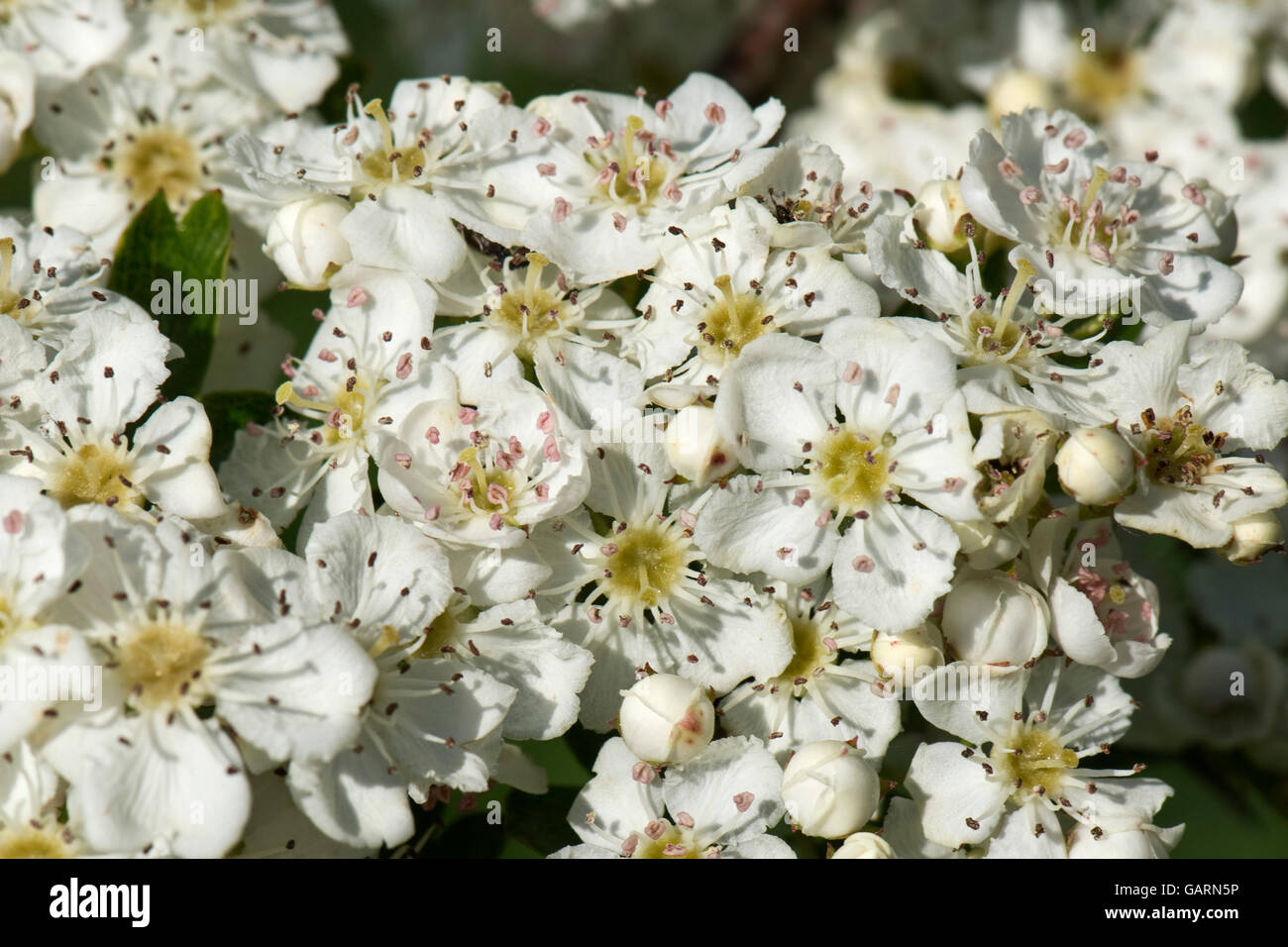 Whiite may or hawthorn blossom, Crataegus monogyna, pungent aromatic flowers in spring Stock Photo
