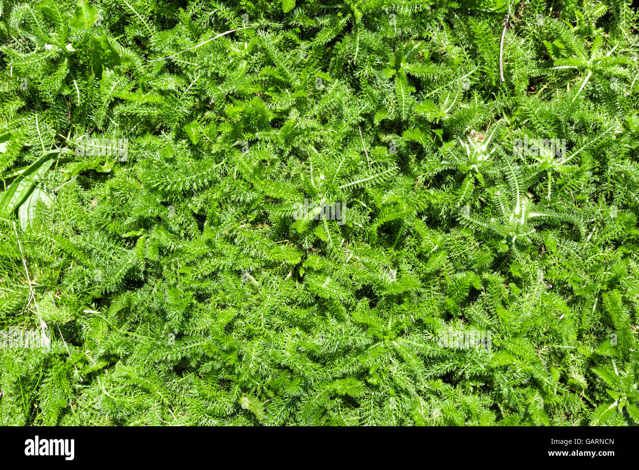 green grass texture Stock Photo