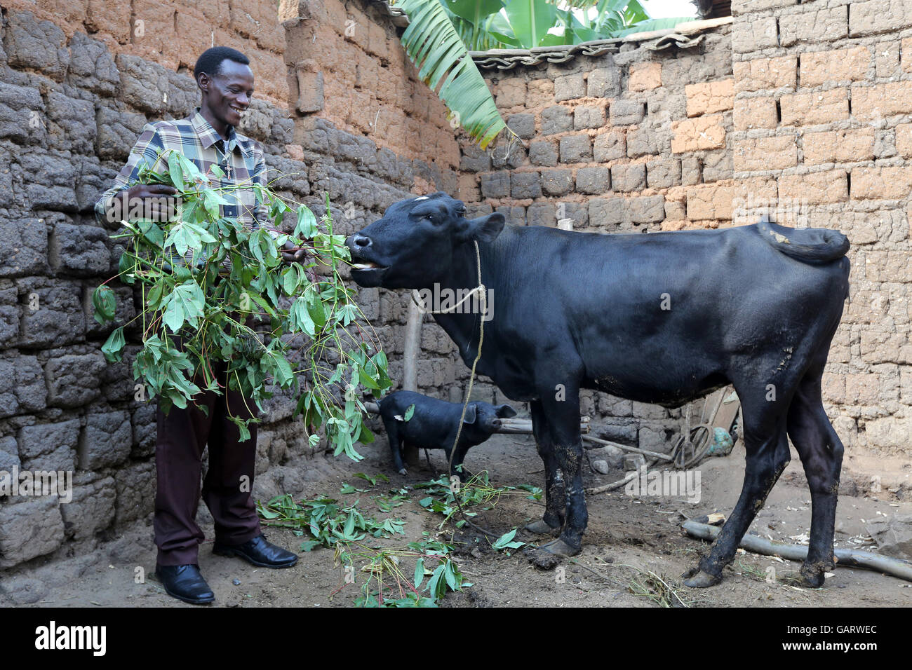 Farmer feeding his cow, Rwanda, Africa Stock Photo - Alamy