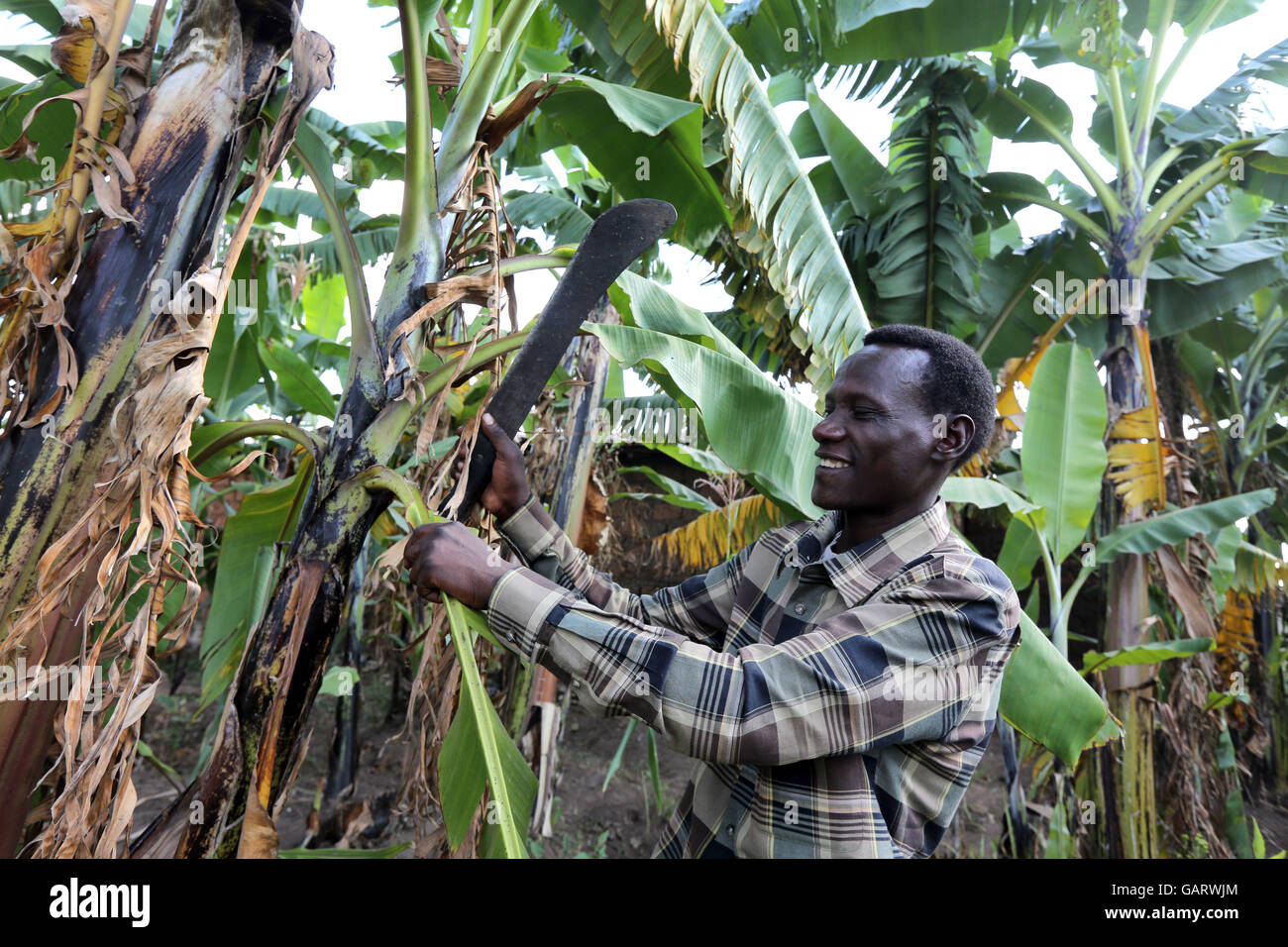 Farmer cultivating in banana plantation in Rwanda, Africa Stock Photo
