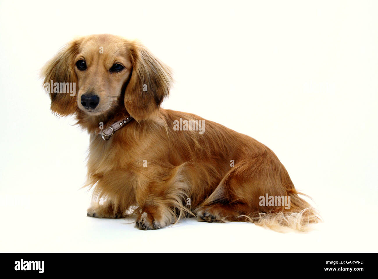 Dachshund Puppy dog. Stock Photo