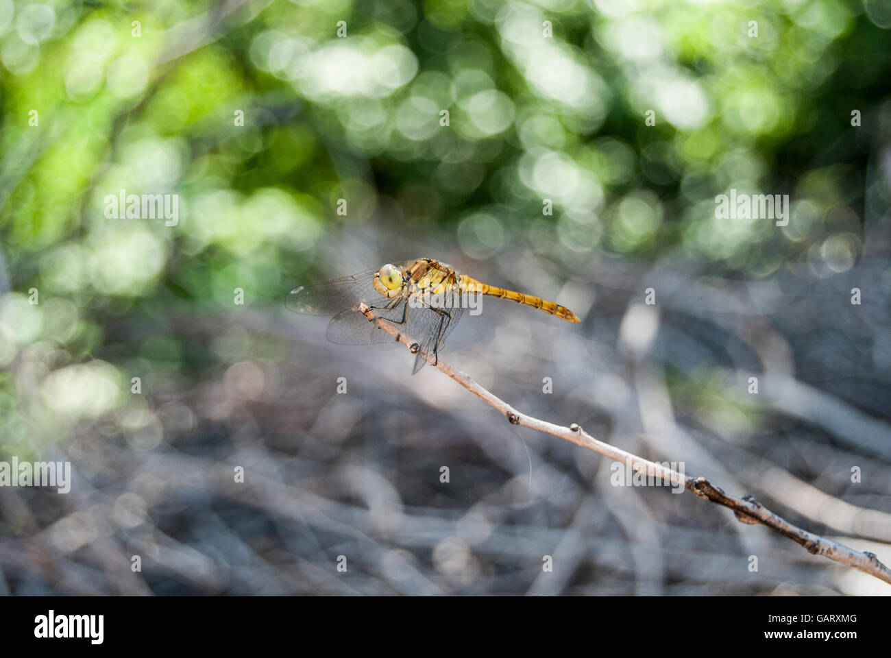 View of a beautiful yellow dragonfly on top of branch Stock Photo - Alamy