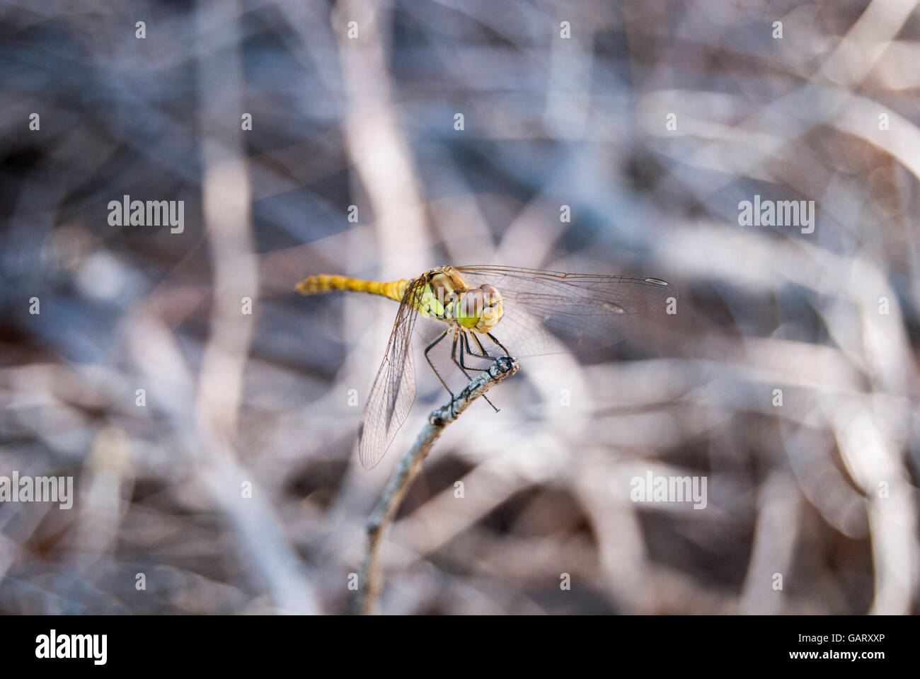 View of a beautiful yellow dragonfly on top of branch Stock Photo - Alamy