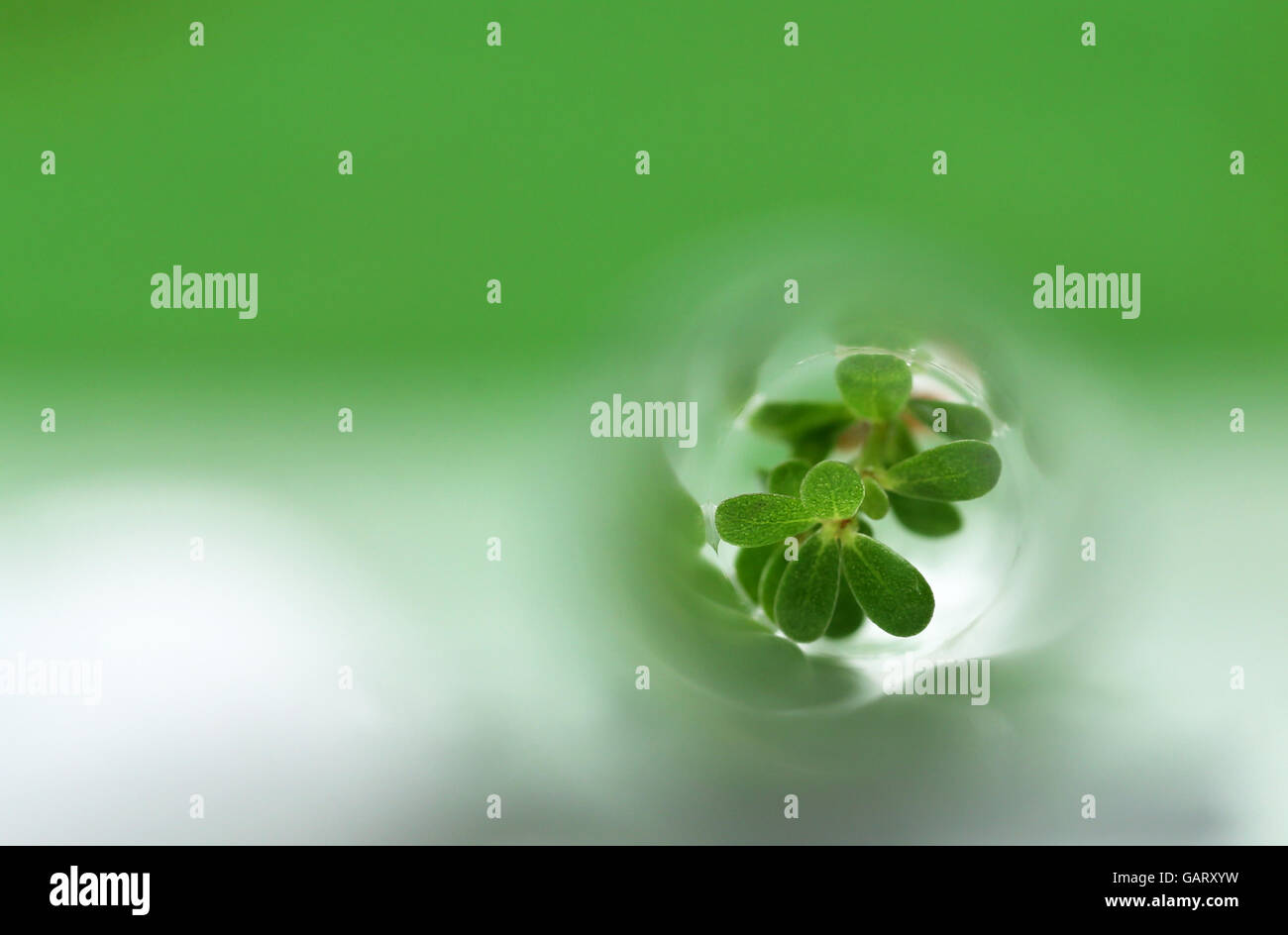 Tissue cultured plant in test tube Stock Photo Alamy