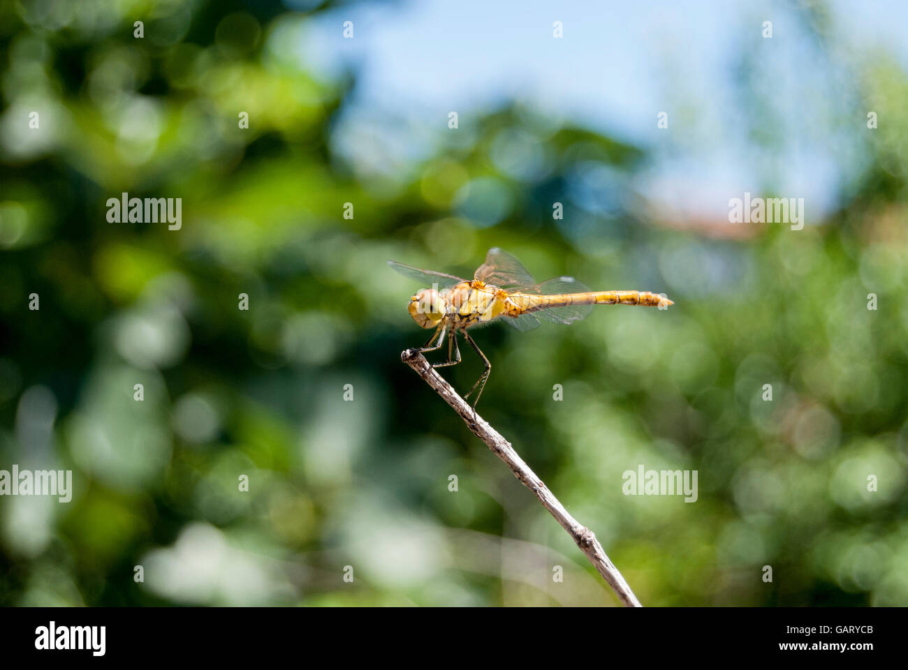 View of a beautiful yellow dragonfly on top of branch Stock Photo - Alamy