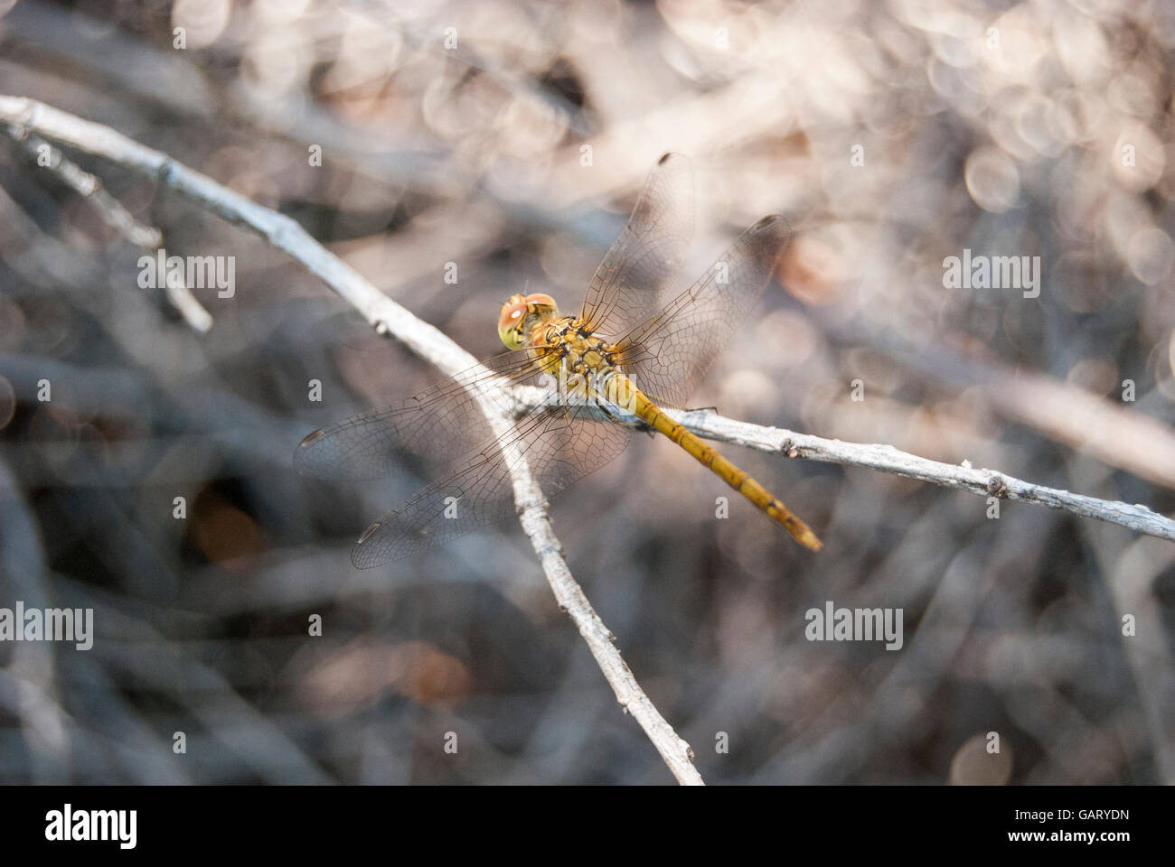 View of a beautiful yellow dragonfly on top of branch Stock Photo - Alamy