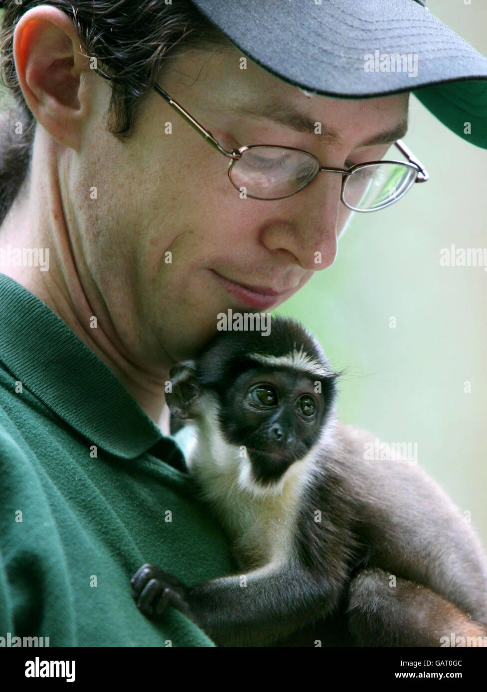 A Diana Monkey nicknamed 'Baby Ronnie' with his keeper Jamie Robertson