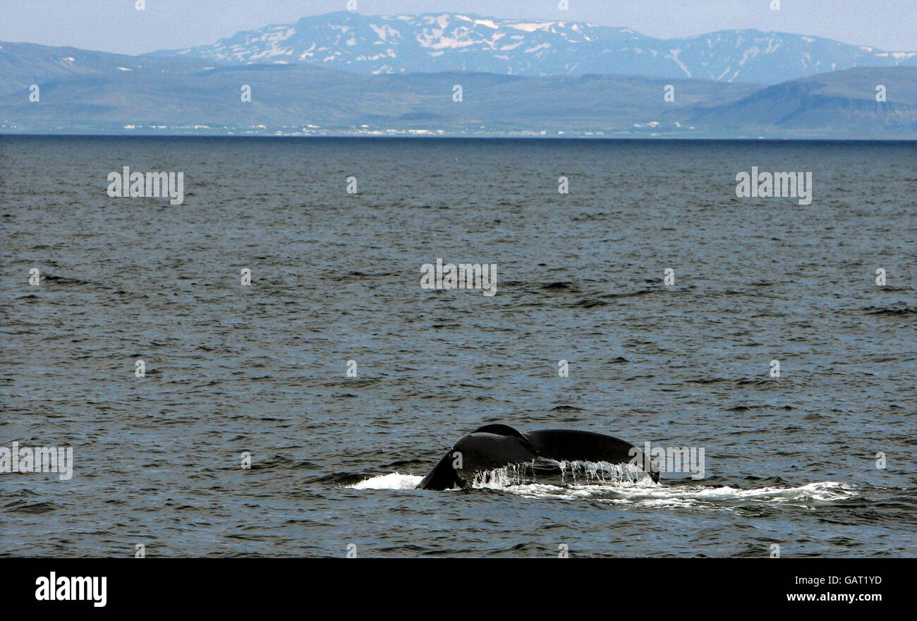 North atlantic humpback whales hi-res stock photography and images - Alamy