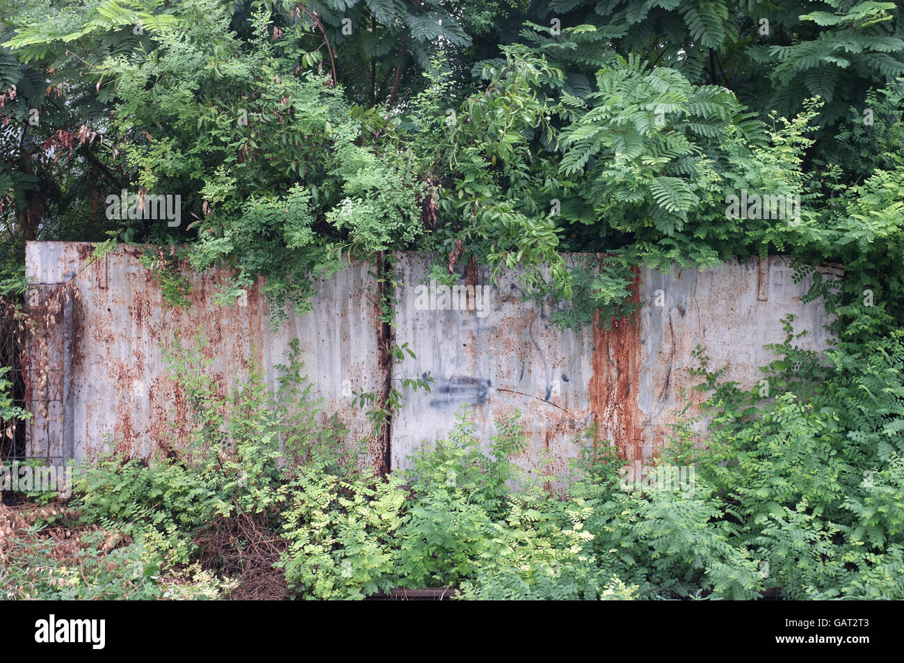 Abandoned rusty metal fence covered with tree and plant Stock Photo