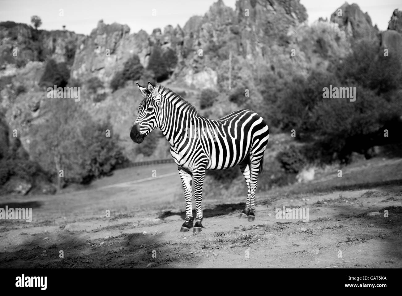 a zebra stands alone in a safari landscape Stock Photo