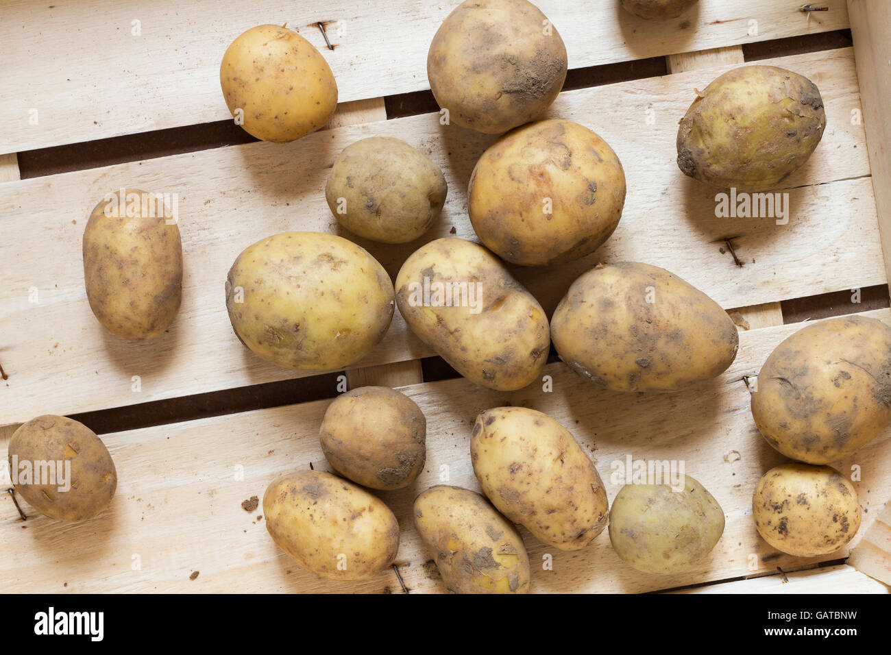 Various dirty potatoes arranged in a wooden box as a natural still life for organic healthy and vegetarian food Stock Photo