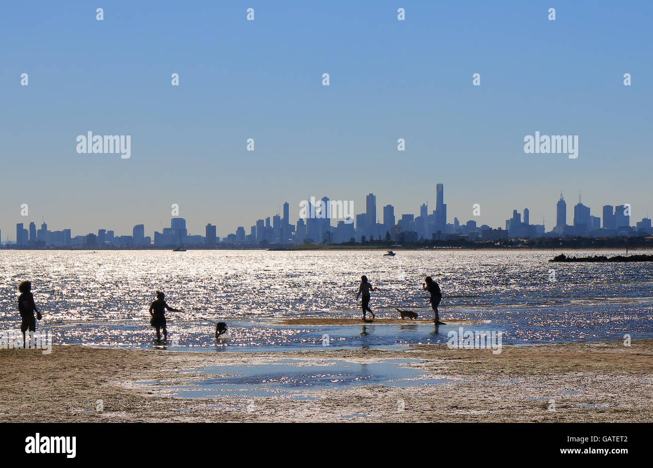 Melbourne dog dogs hires stock photography and images Alamy