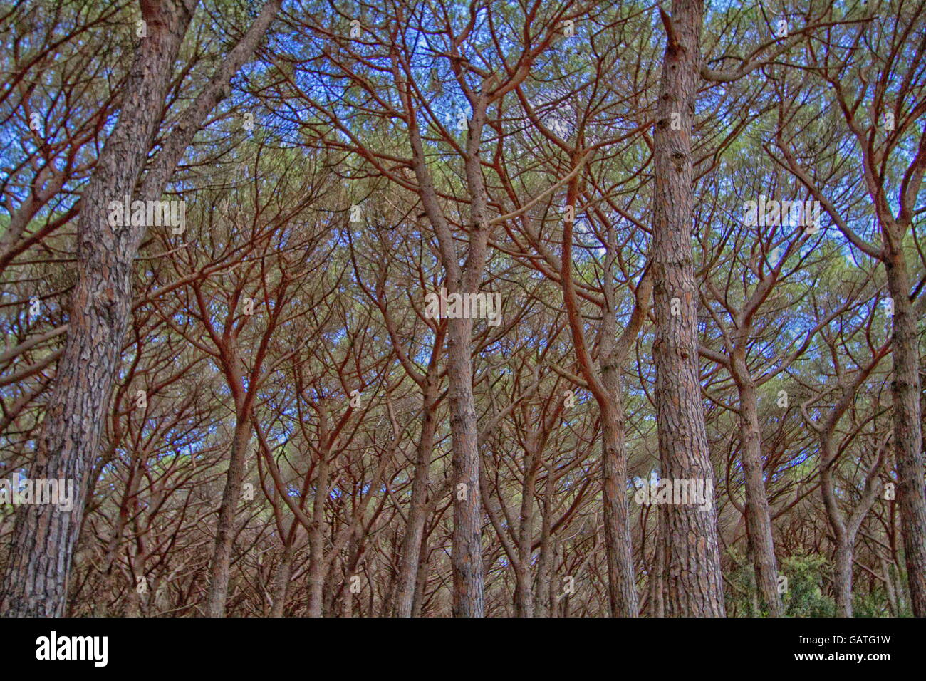 large pine forest with a blue sky Stock Photo - Alamy