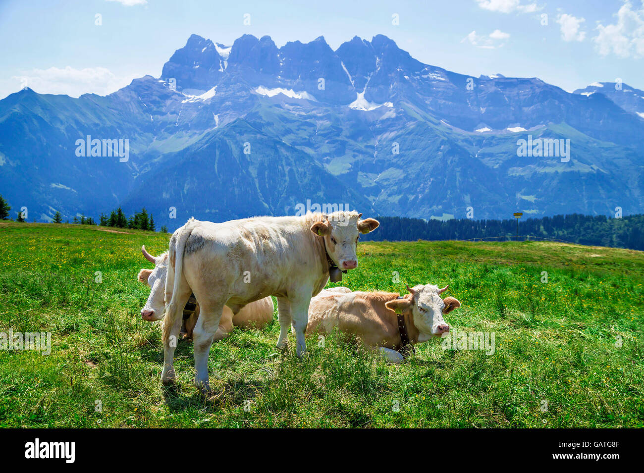 Swiss landscape with cows on the grass. Alps mountains in the ...