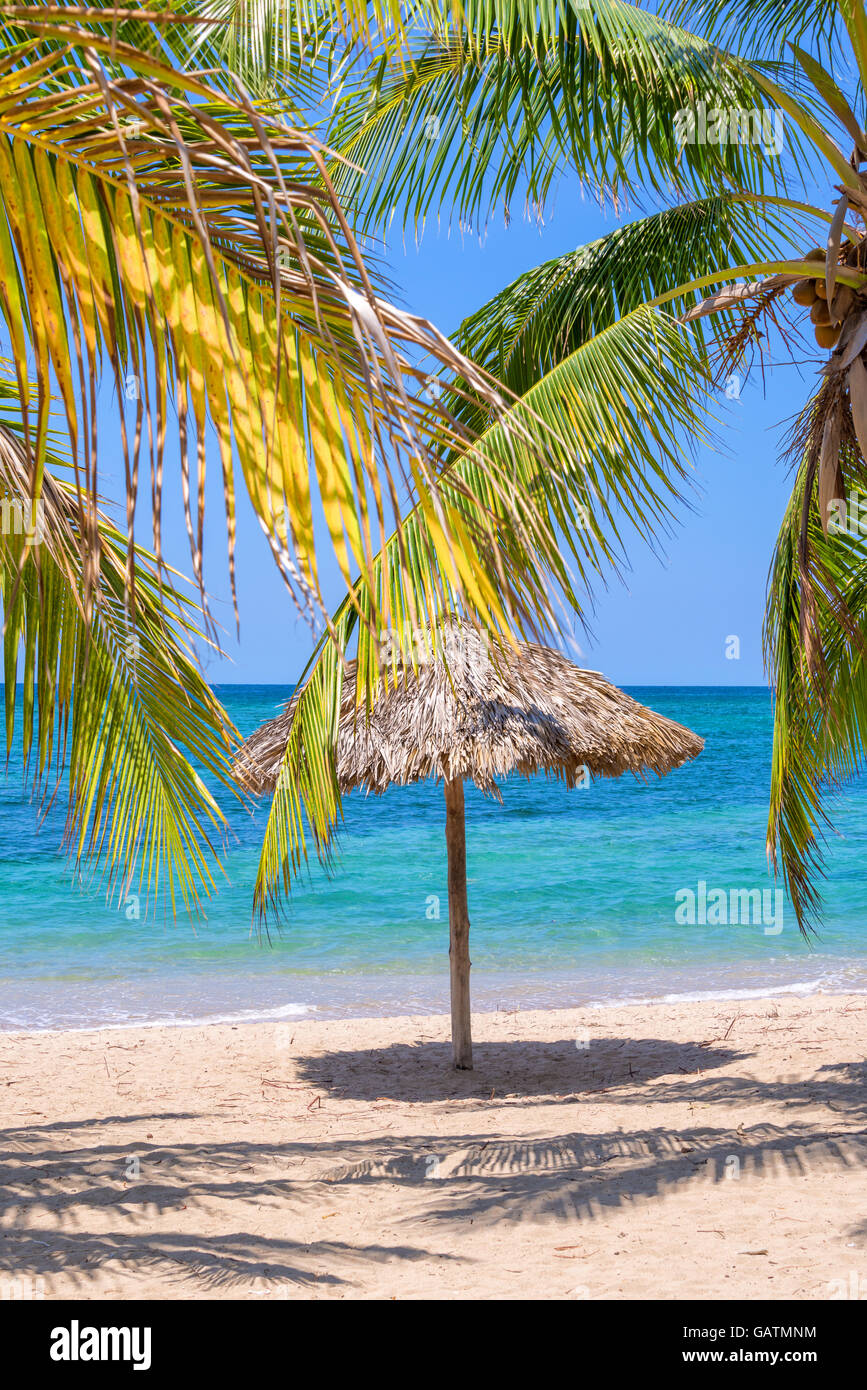 Umbrella palm hires stock photography and images Alamy