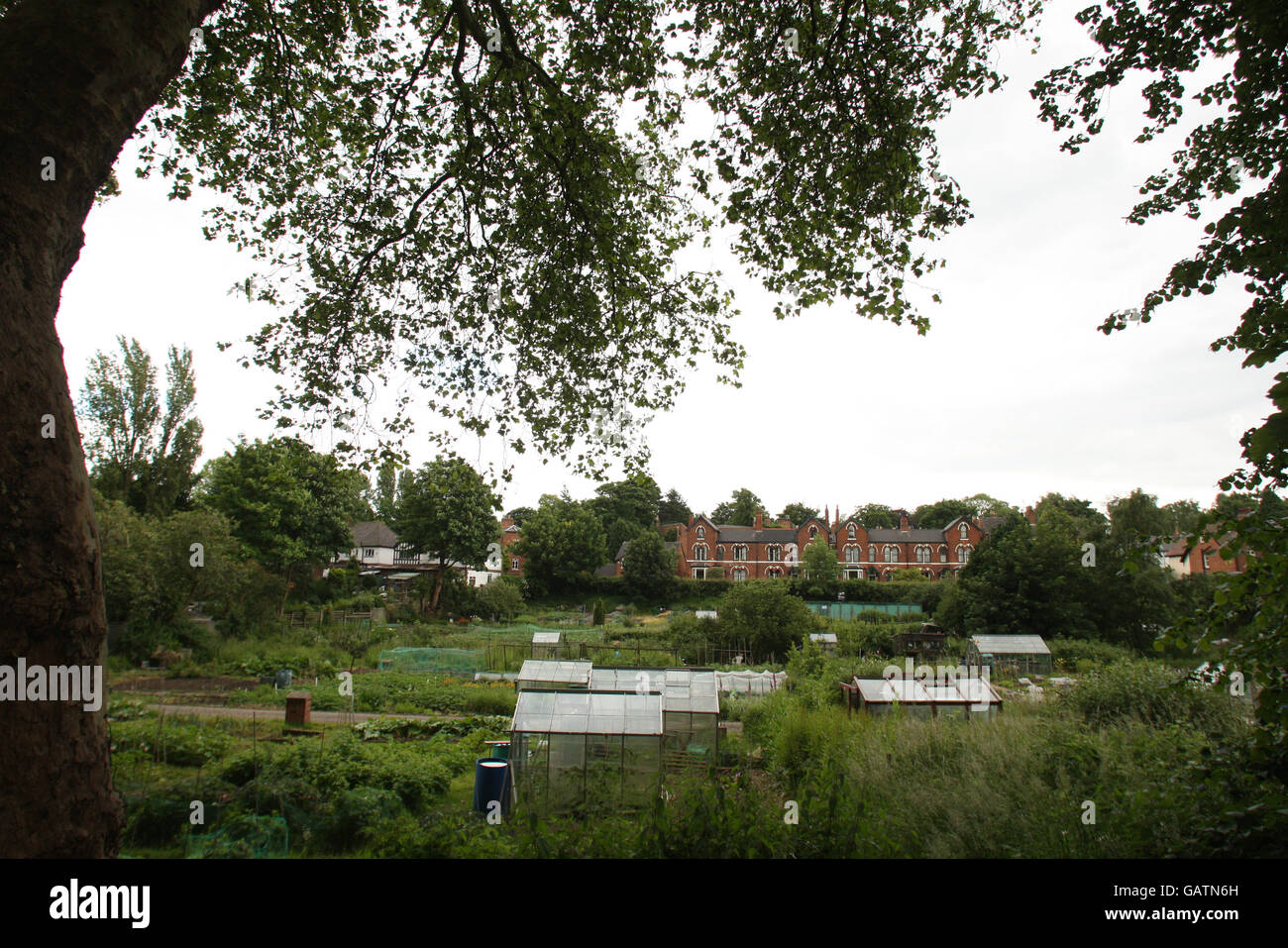 Allotments stock. Allotments at Harborne in Birmingham Stock Photo Alamy