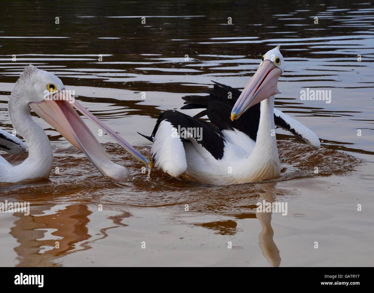 Two pelicans with large pink elongated beaks in the Moore River and river mouth in coastal Guilderton, Western Australia. Stock Photo