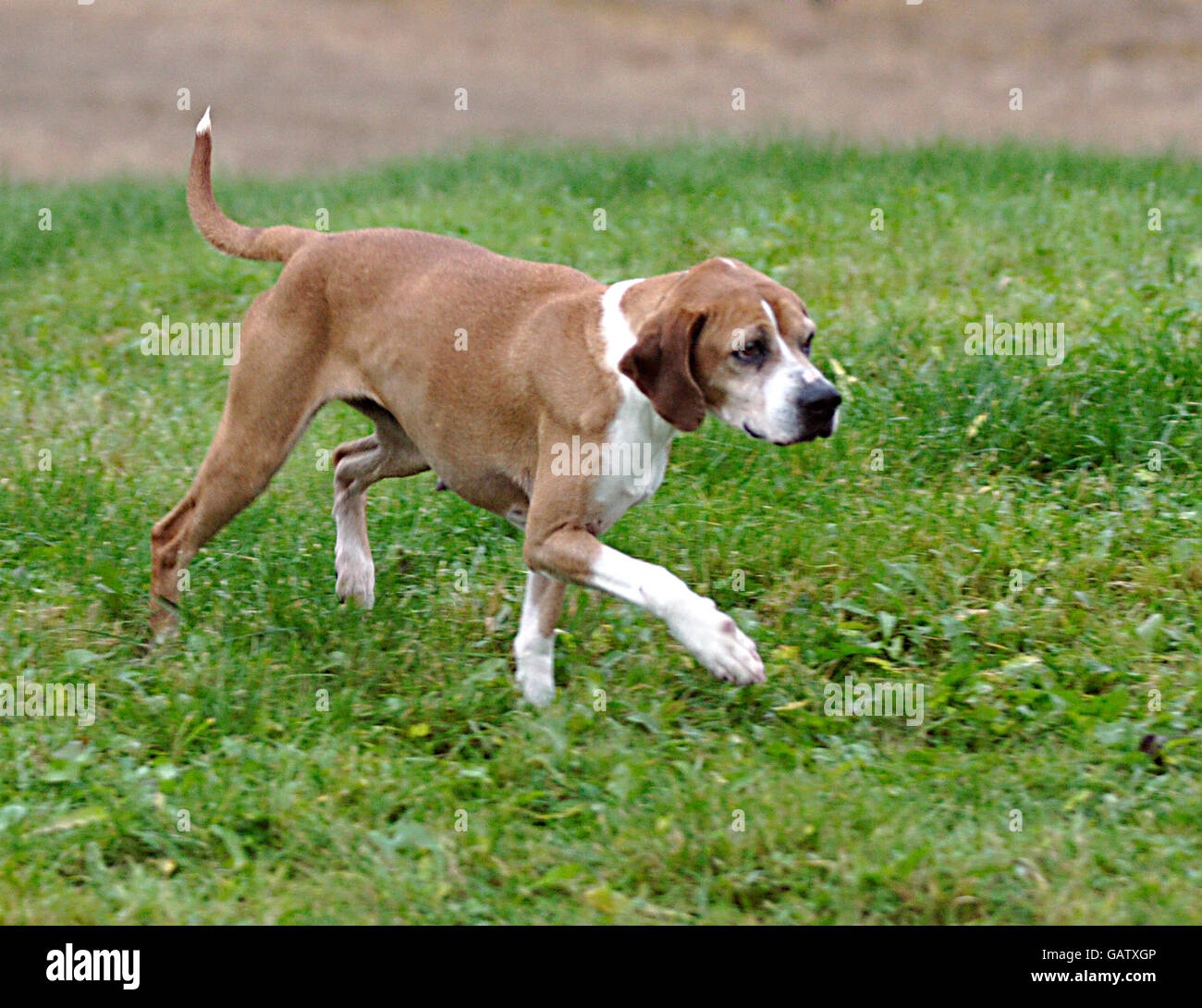 Hygen Hound Stock Photo