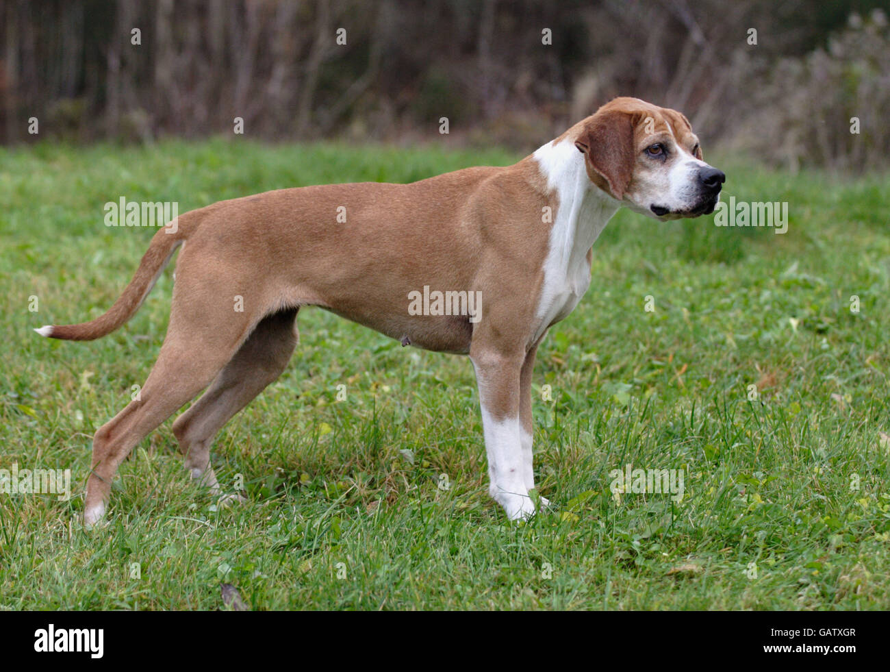 Hygen Hound Stock Photo