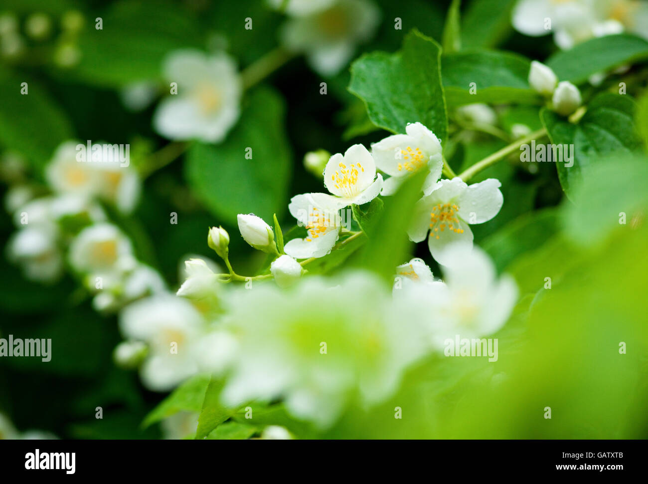 Closeup of Jasmine Flower at Blossom in Spring Stock Photo Alamy