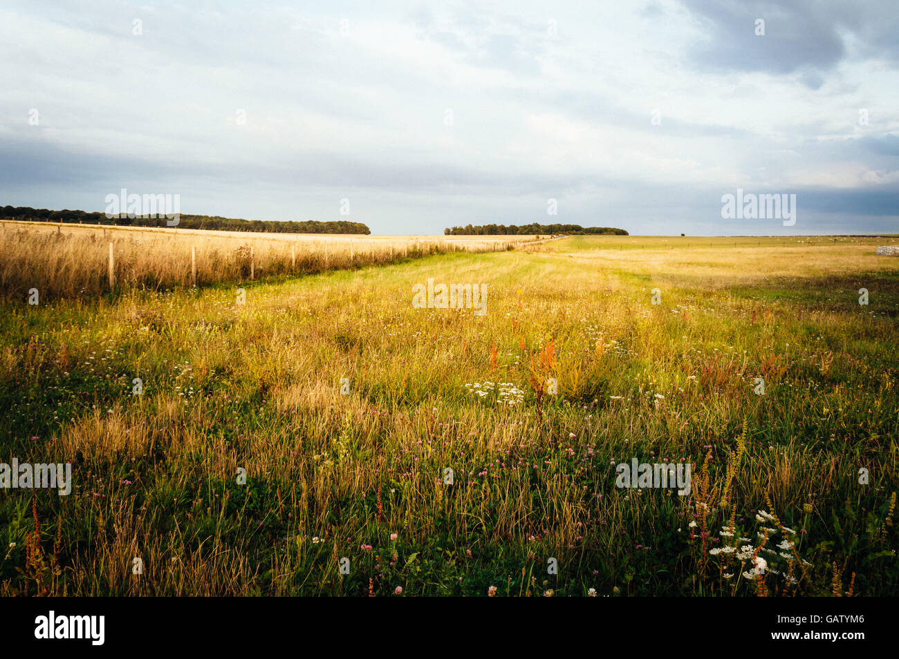 Summer landscape of fields on a beautiful sunset Stock Photo - Alamy
