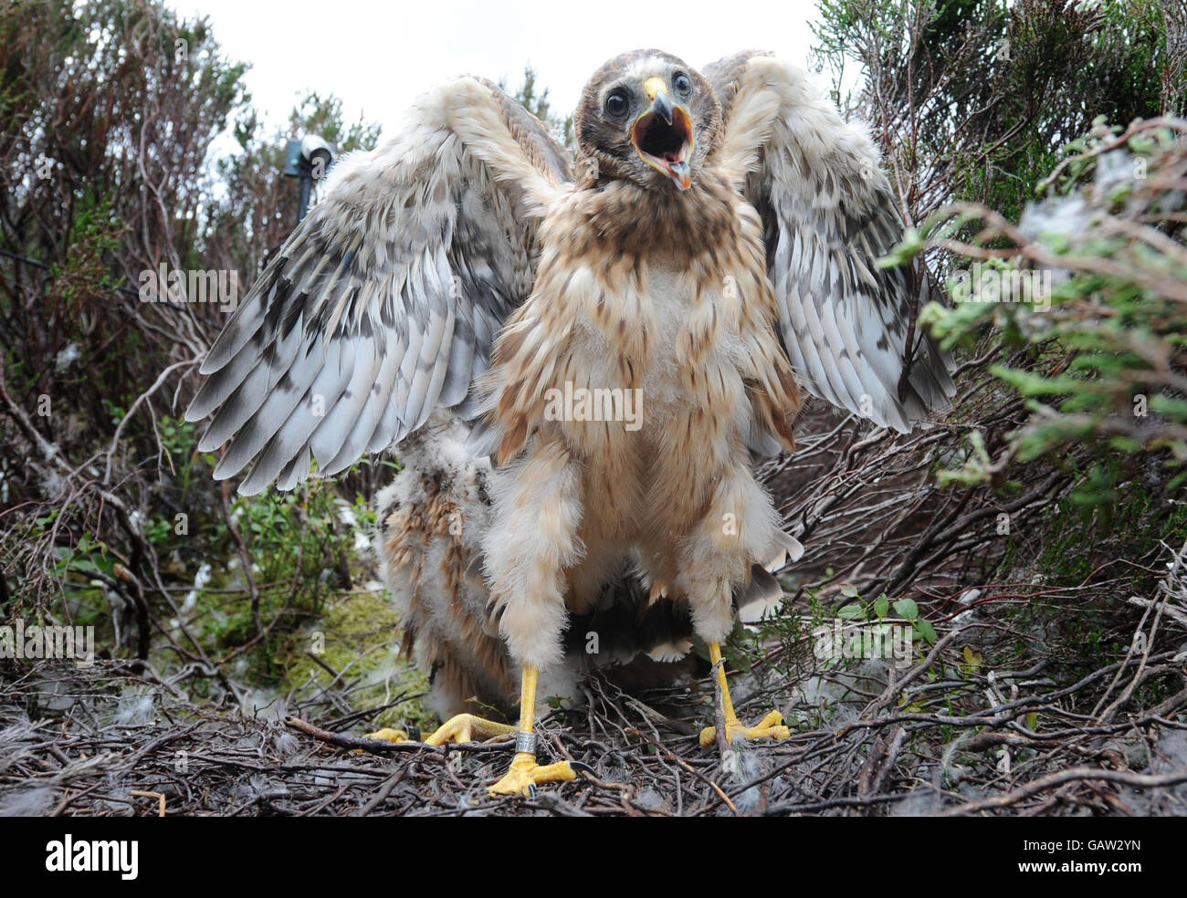 Discover The Magic Cumbria Lancashire Hen Harrier Chicks First Flight - u9tpazj