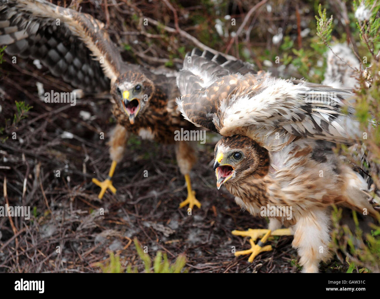 Witness History Cumbria Lancashire Hen Harrier Chicks First Flight - 22zphgn