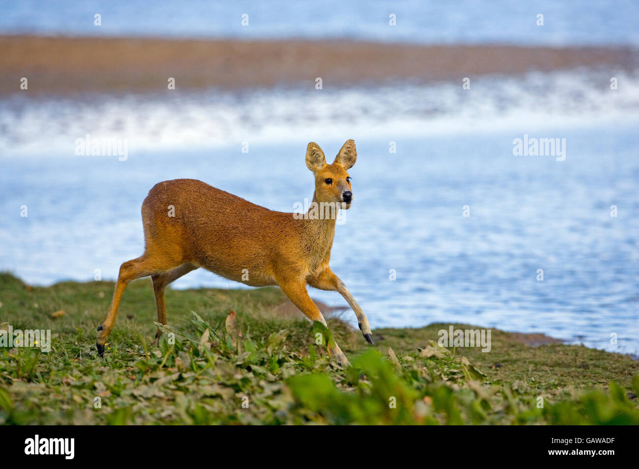 Chinese Water Deer Hydropotes inermis running on the bank of a river Stock Photo