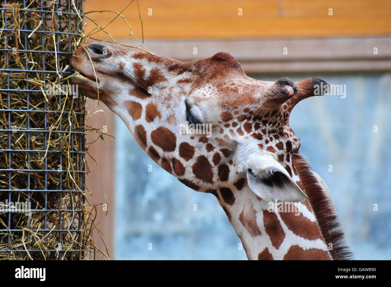 An African Giraffe is feeding from the straw bucket in the zoo Stock ...